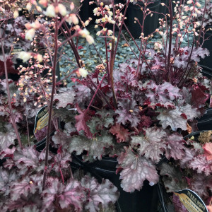 Heuchera Blackberry Crisp has dark purple foliage