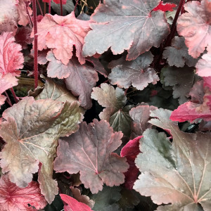 Heuchera Cajun Fire has red, black or maroon foliage