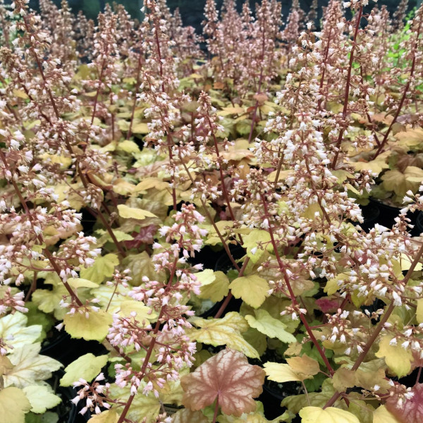 Heuchera Champagne has gold foliage