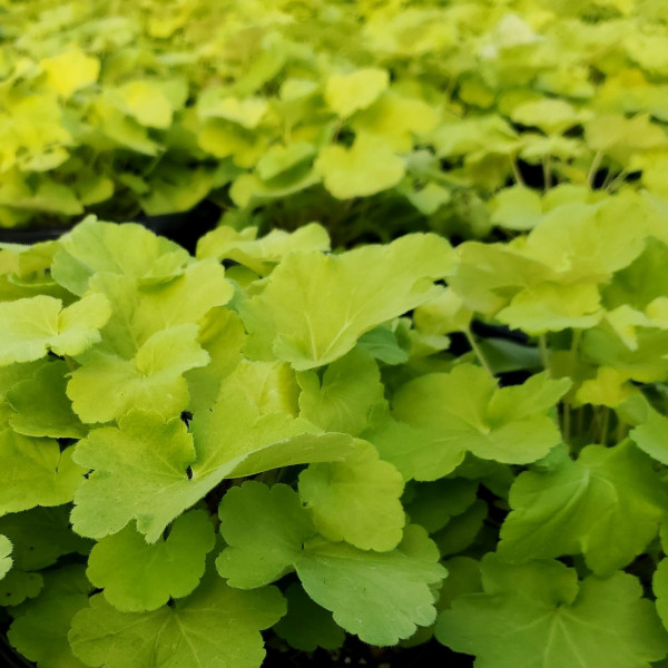 Heuchera Citronelle has yellow leaves