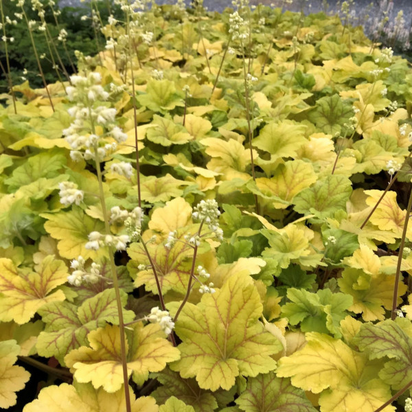 Heuchera Electra has yellow foliage