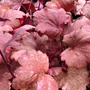 Heuchera Galaxy has dark red foliage