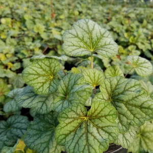 Heuchera Green Spice has green foliage and white flowers