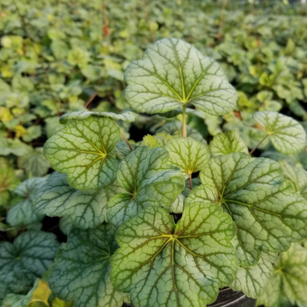 Heuchera Green Spice has green foliage and white flowers