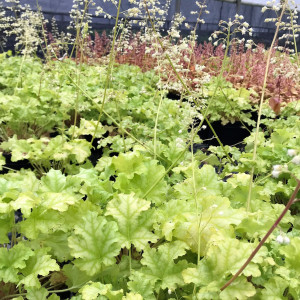 Heuchera Lime Ruffles has yellow foliage and white flowers