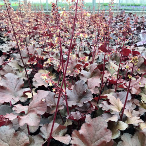 Heuchera Mahogany has red foliage