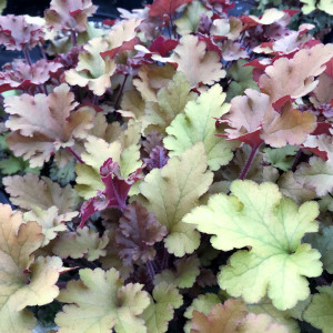 Heuchera Marmalade has light brown leaves