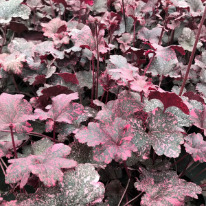 Heuchera Midnight Rose has black foliage