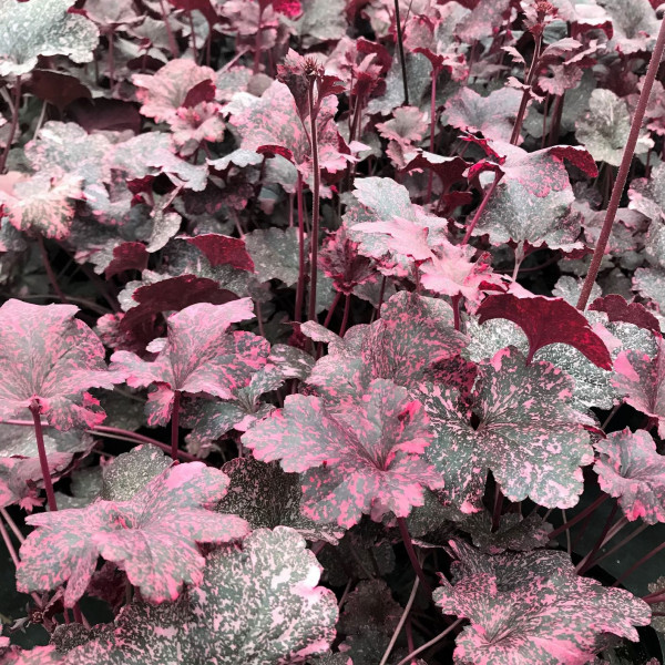 Heuchera Midnight Rose has black foliage