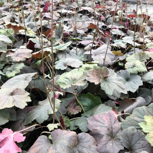 Heucher Mocha has bronze foliage