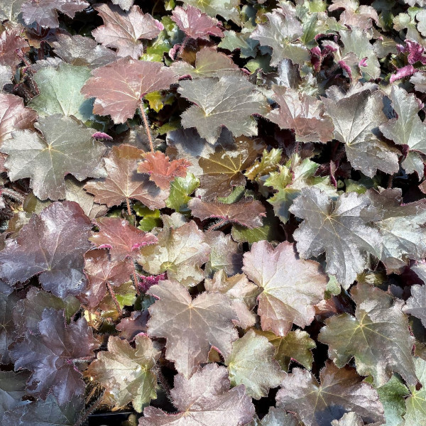 Heuchera Palace Purple has purple foliage