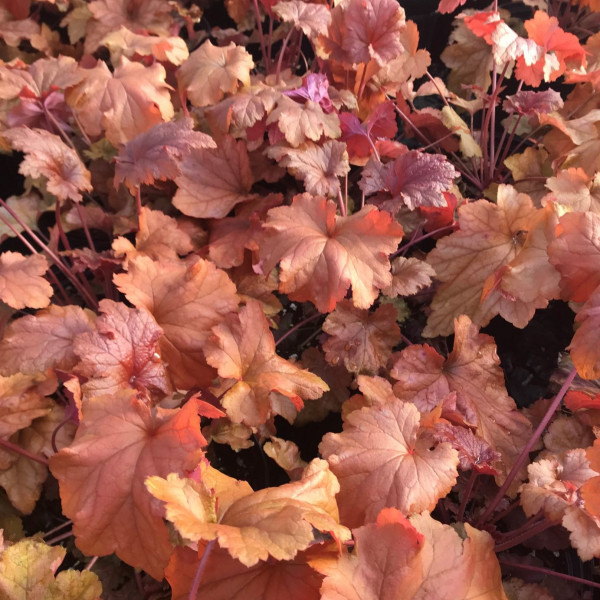 Heuchera Paprika has red foliage