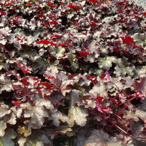 Heuchera Plum Pudding has purple foliage