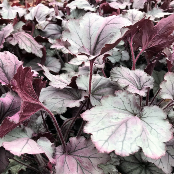 Heuchera Spellbound has purple and silver leaves