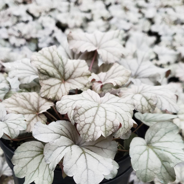 Heuchera Stainless Steel has silver foliage