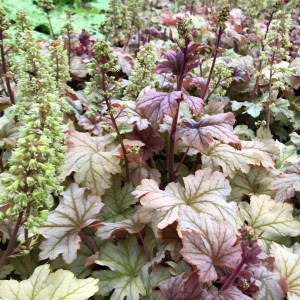 Heuchera Topaz Jazz has gold foliage