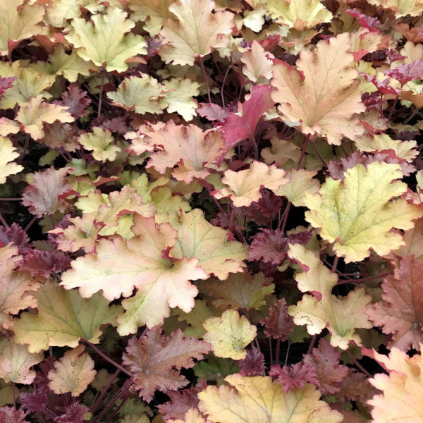 Heuchera Zipper has orange foliage