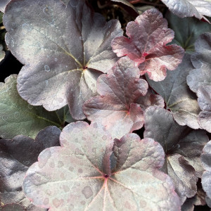 Heuchera obsidian has dark purple foliage