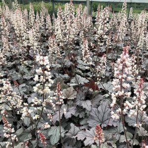 Heucherella Plum Cascasde has purple foliage