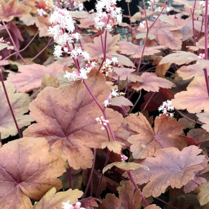 Heucherella Brass Lantern has red foliage