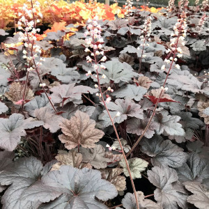 Heucherella Onyx has black foliage