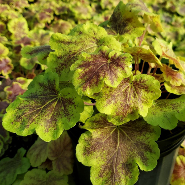 Heucherella Solar Eclipse has burgundy foliage