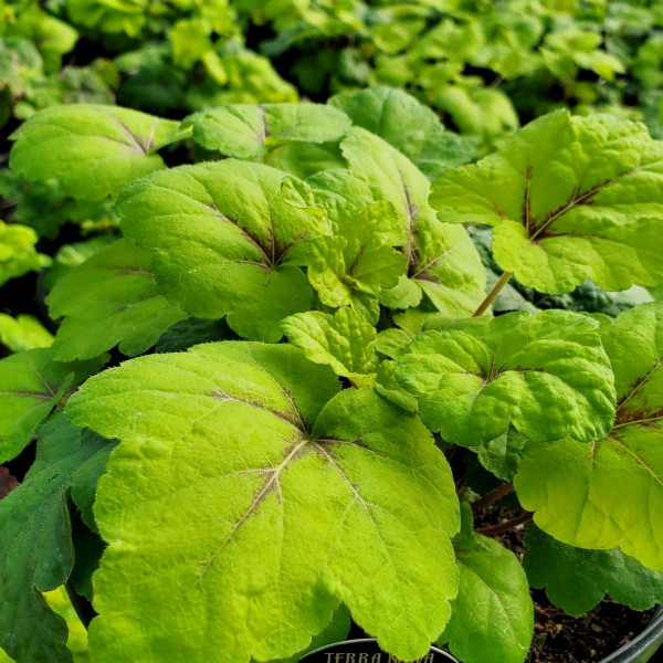 Heucherella Stoplight has yellow and red foliage