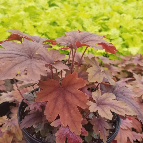 Heucherella 'Sweet Tea' or Foamy Bells has red foliage.