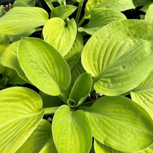 Hosta August Moon has green leaves