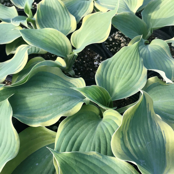 Hosta ‘Earth Angel’ has variegated foliage.