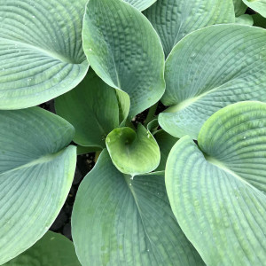 Hosta sieboldiana ‘Elegans’ has blue foliage.