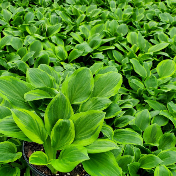 Hosta ‘Golden Tiara’ has variegated foliage.