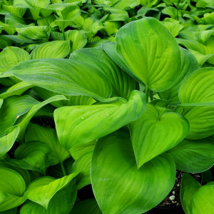 Hosta ‘Guacamole’ has green foliage.