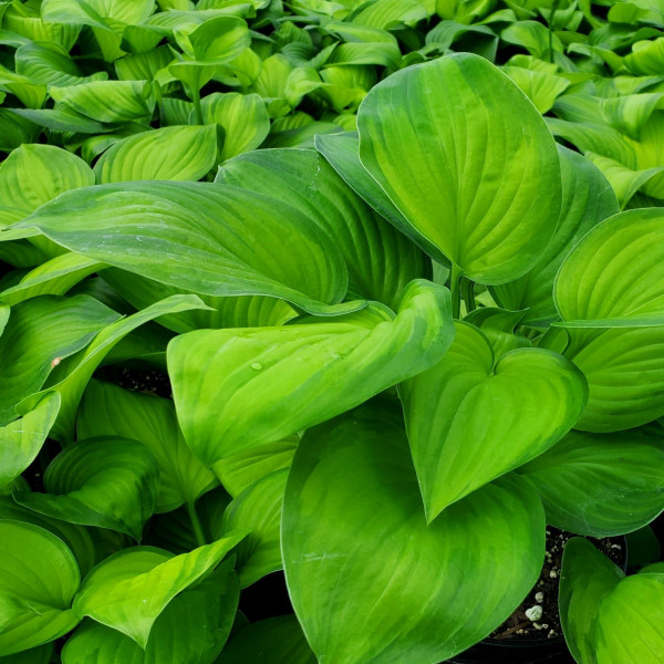 Hosta ‘Guacamole’ has green foliage.