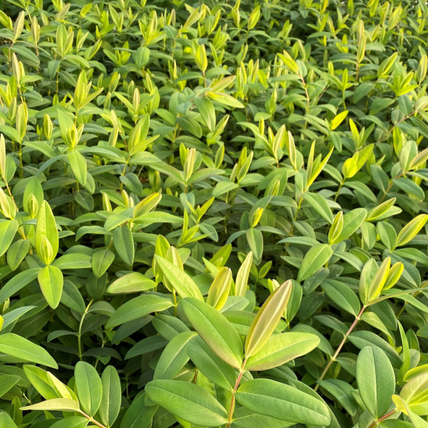 Hypericum calycinum has green foliage.