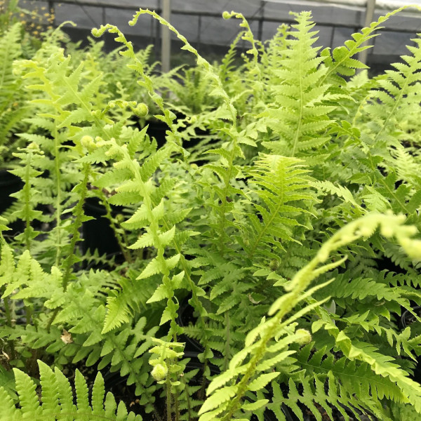 Japanese Beech Fern has green leaves