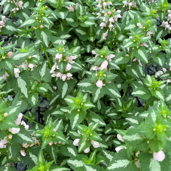 Lamium Shell Pink has pink flowers