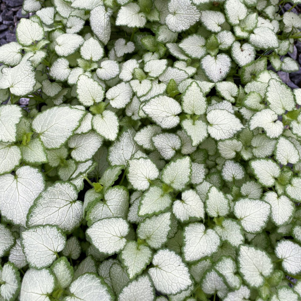 Lamium White Nancy has white flowers