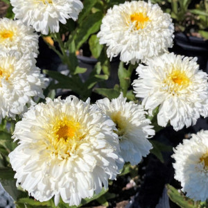 Leucanthemum Macaroon has white flowers