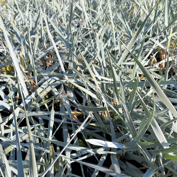 Leymus 'Blue Dune' has blue foliage.