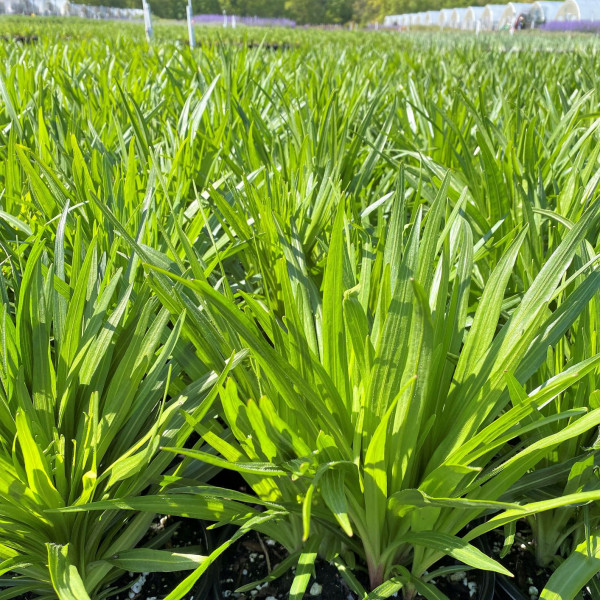 Liatris spicata or Gayfeather has green foliage.