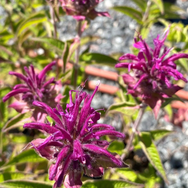 Monarda Purple Rooster has purple flowers