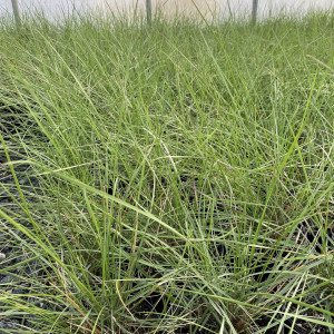 Muhlenbergia ‘Fast Forward’ has green foliage.