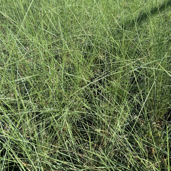 Muhlenbergia capallaris has green foliage