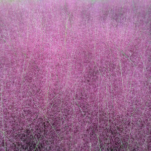 Muhlenbergia capillaris has pink flowers