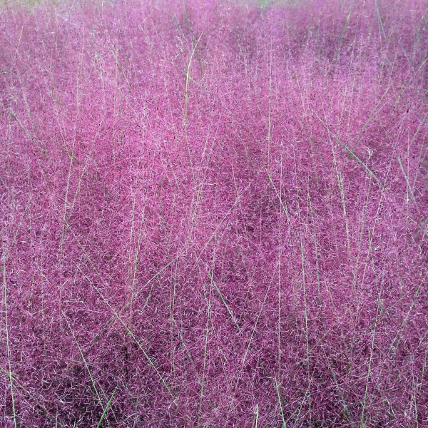 Muhlenbergia capillaris has pink flowers