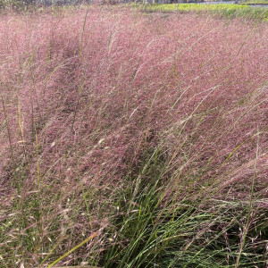 Muhlenbergia undaunted has green foliage