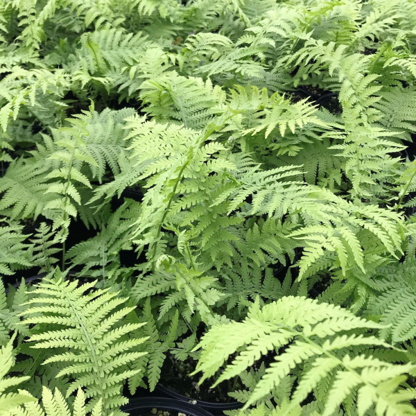 Ostrich fern has green leaves