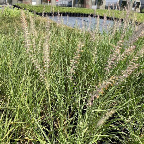 Pennisetum Karley Rose has green leaves