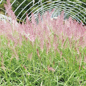 Pennisetum Karley Rose has green foliage